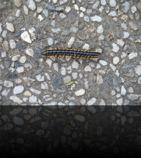 Makati-Pedestrian-01